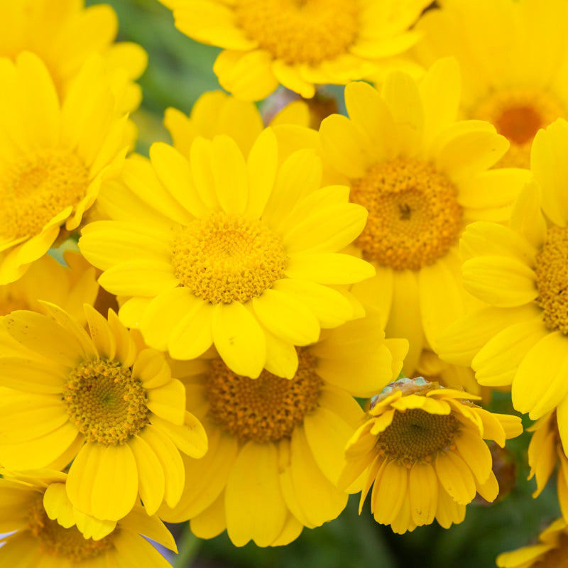 Gelbionis segetum - Corn Marigold Seeds