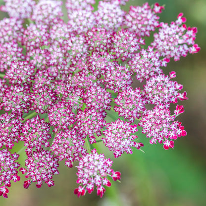 Daucus carota 'Dara' Seeds