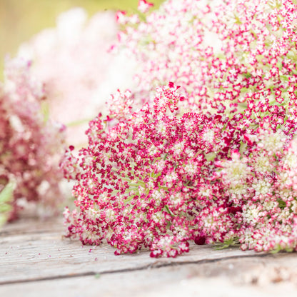 Daucus carota 'Dara' Seeds