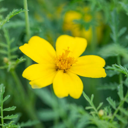 Tagetes 'Lemon Gem' Seeds