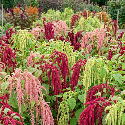 Amaranthus caudatus Mixed Seeds