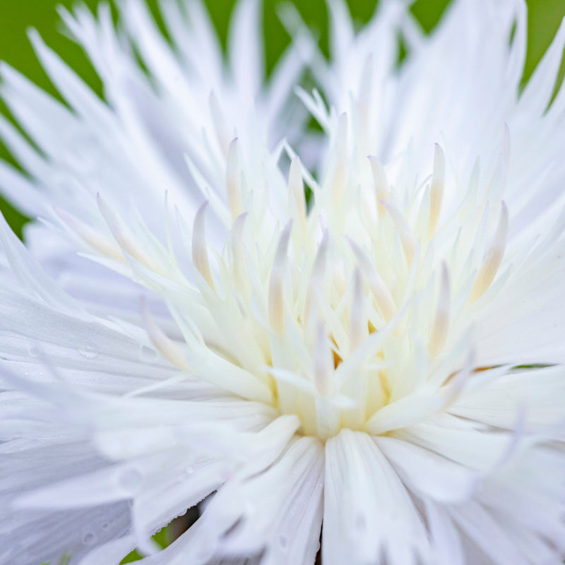 Amberboa 'The Bride' Seeds