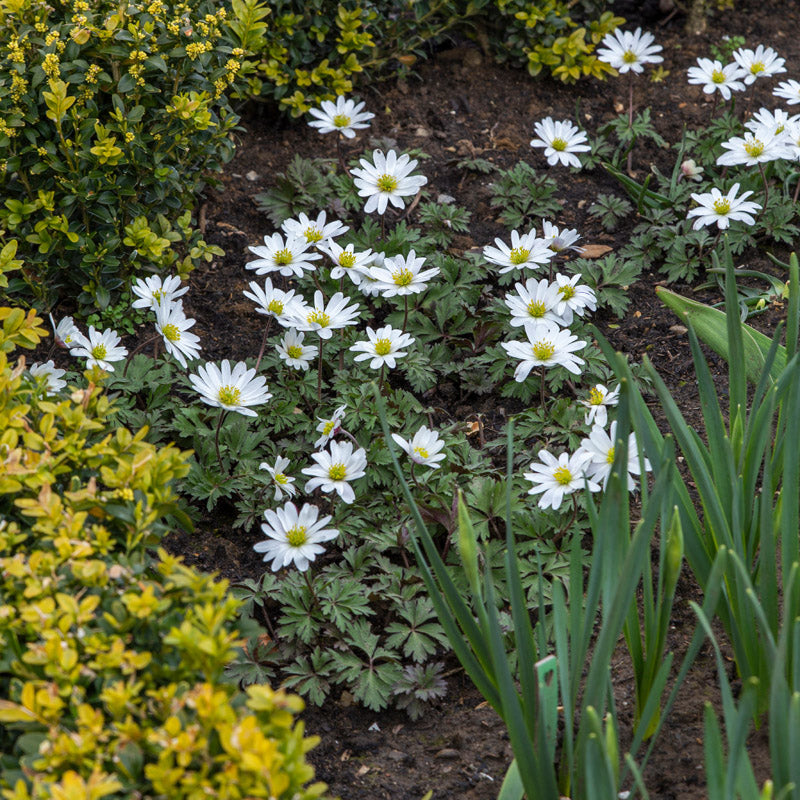 Anemone blanda 'White Splendour' Bulbs