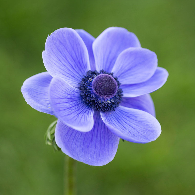 10 Bulbes D'Anémone 'Mr Fokker' - Circonférence 7/8 Cm - Fleurs Bleu-violet - Floraison Printanière - 9