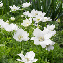 Load image into Gallery viewer, Anemone coronaria &#39;The Bride&#39; Bulbs
