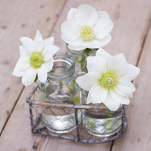 Load image into Gallery viewer, Anemone coronaria &#39;The Bride&#39; Bulbs
