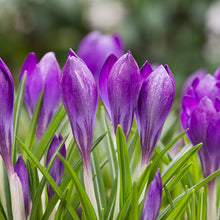 Load image into Gallery viewer, Crocus tommasinianus &#39;Ruby Giant&#39; Bulbs
