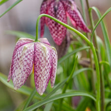Load image into Gallery viewer, Fritillaria meleagris mixed Bulbs
