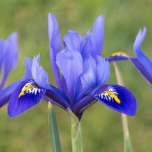 Load image into Gallery viewer, Iris reticulata &#39;Harmony&#39; Bulbs
