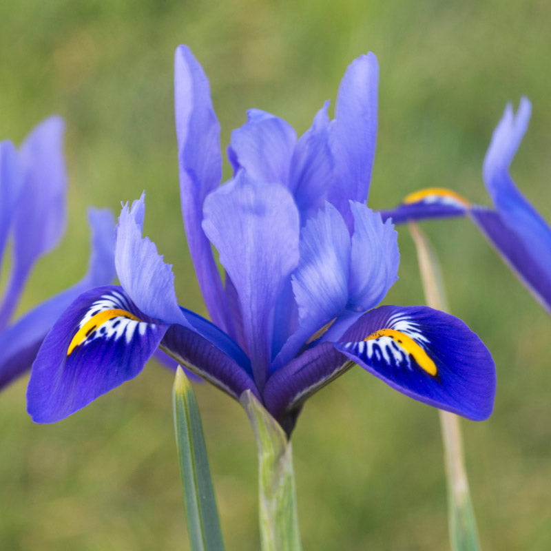 Iris reticulata 'Harmony' Bulbs