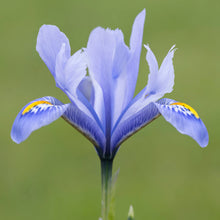 Load image into Gallery viewer, Iris reticulata &#39;Alida&#39; Bulbs
