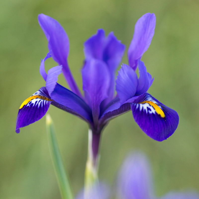 Iris reticulata 'Pixie' Bulbs