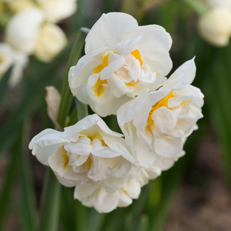 Narcissus 'Bridal Crown' Bulbs
