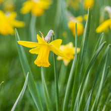 Load image into Gallery viewer, Narcissus &#39;February Gold&#39; Bulbs
