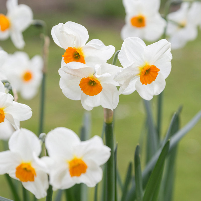 Narcissus 'Geranium' Bulbs