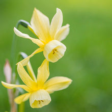 Load image into Gallery viewer, Narcissus &#39;Hawera&#39; Bulbs
