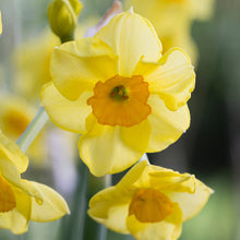 Load image into Gallery viewer, Narcissus &#39;Martinette&#39; Bulbs
