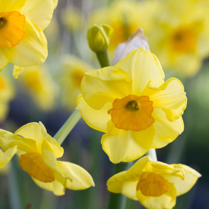 Narcissus 'Martinette' Bulbs