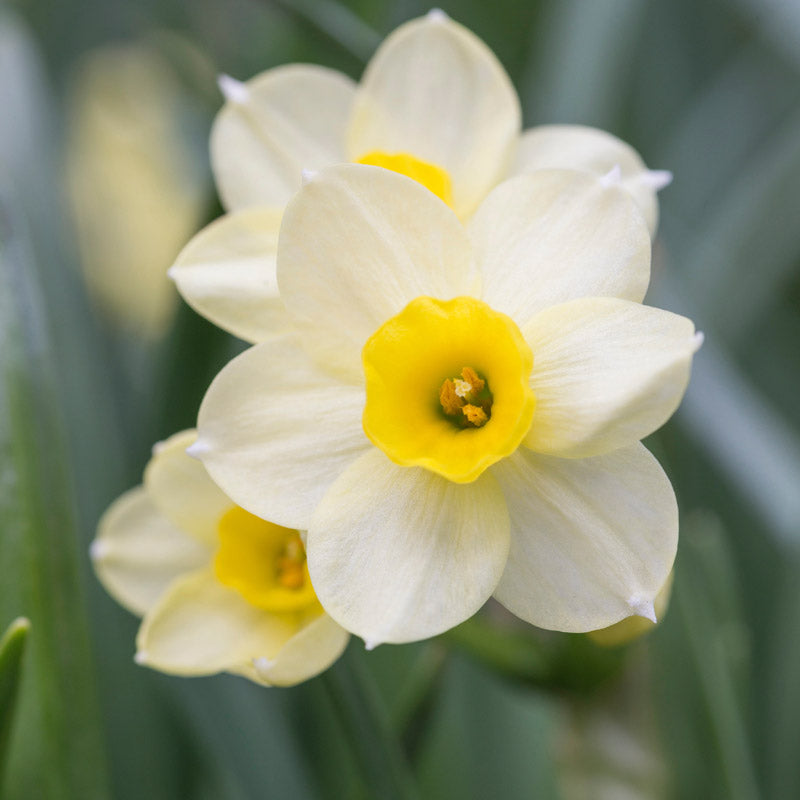 Narcissus 'Minnow' Bulbs