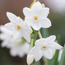 Load image into Gallery viewer, Narcissus &#39;Paperwhite&#39; Bulbs
