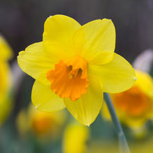 Load image into Gallery viewer, Narcissus &#39;Red Devon&#39; Bulbs

