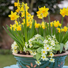 Load image into Gallery viewer, Narcissus &#39;Tete-a-tete&#39; Bulbs
