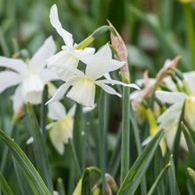 Load image into Gallery viewer, Narcissus &#39;Thalia&#39; Bulbs
