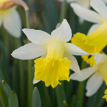 Load image into Gallery viewer, Narcissus &#39;Topolino&#39; Bulbs
