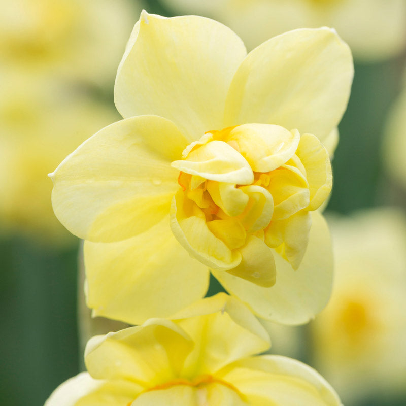 Narcissus 'Yellow Cheerfulness' Bulbs