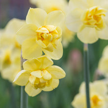 Load image into Gallery viewer, Narcissus &#39;Yellow Cheerfulness&#39; Bulbs
