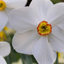 Load image into Gallery viewer, Narcissus actaea Bulbs
