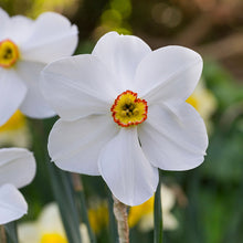 Load image into Gallery viewer, Narcissus actaea Bulbs
