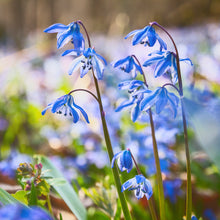 Load image into Gallery viewer, Scilla siberica Bulbs
