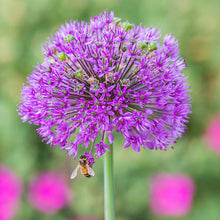 Load image into Gallery viewer, Allium hollandicum &#39;Purple Sensation&#39; Bulbs
