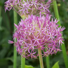 Load image into Gallery viewer, Allium cristophii Bulbs
