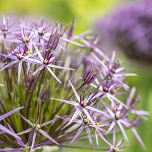 Load image into Gallery viewer, Allium cristophii Bulbs
