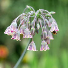 Load image into Gallery viewer, Allium siculum syn. Nectaroscordum siculum Bulbs

