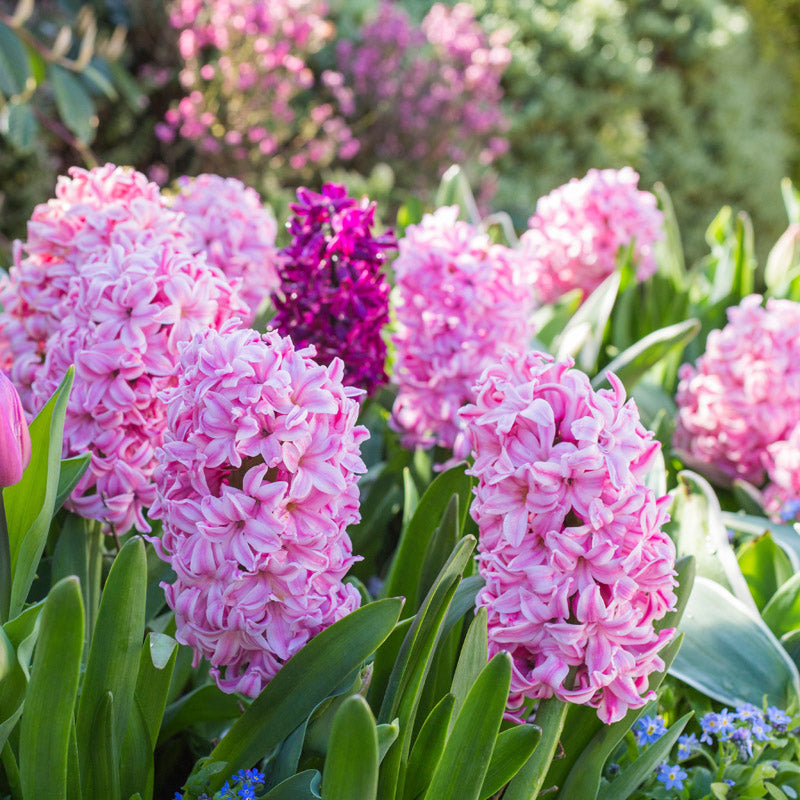 Hyacinth orientalis 'Fondant' Bulbs
