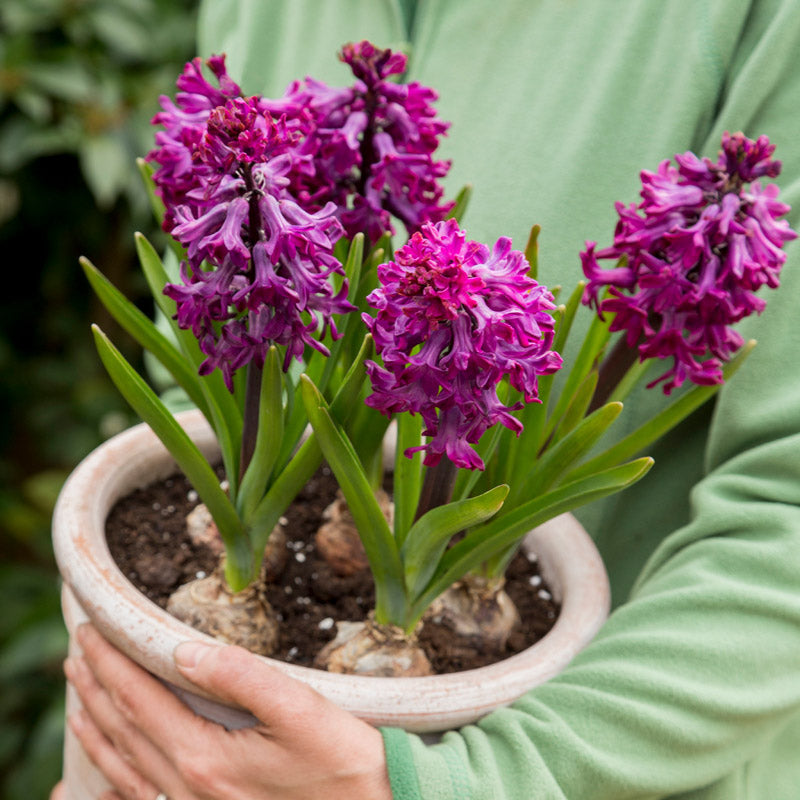 Hyacinth orientalis 'Woodstock' Bulbs