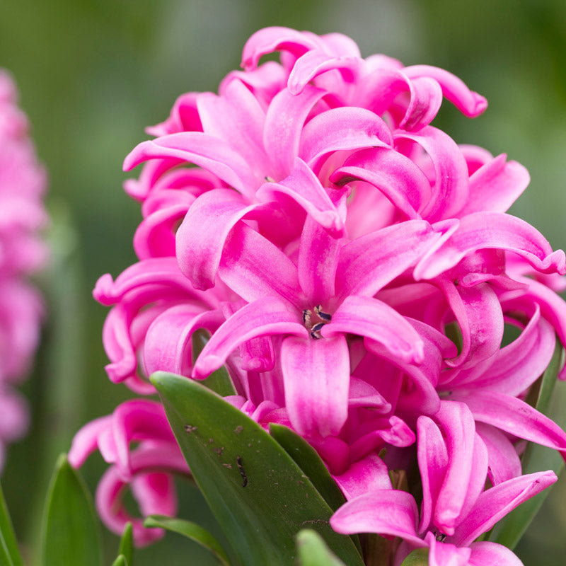 Hyacinth orientalis 'Pink Pearl' Bulbs