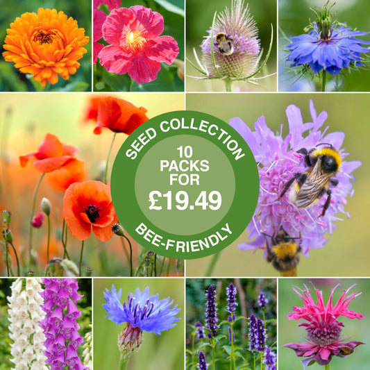 Bee-Friendly Seed Collection