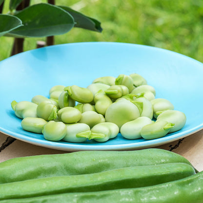 Broad Bean 'The Sutton' (Dwarf) Seeds