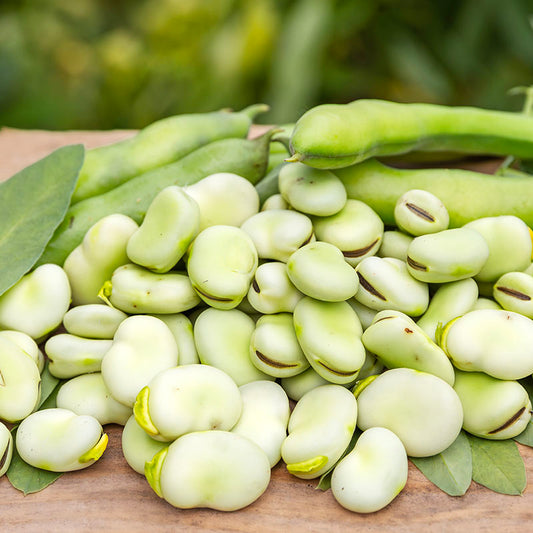 Broad Bean 'The Sutton' (Dwarf) Seeds