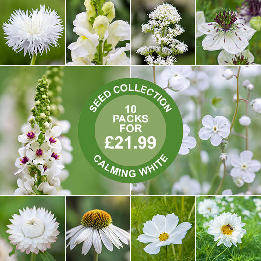 Calming White Seed Collection