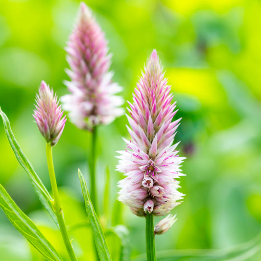 Celosia 'Flamingo Feather' Seeds