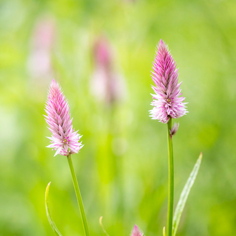 Celosia 'Flamingo Feather' Seeds