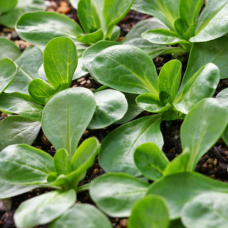 Corn Salad 'Vit' Seeds