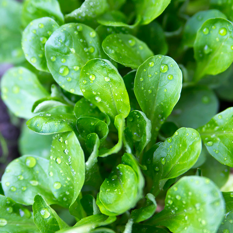 Corn Salad 'Vit' Seeds