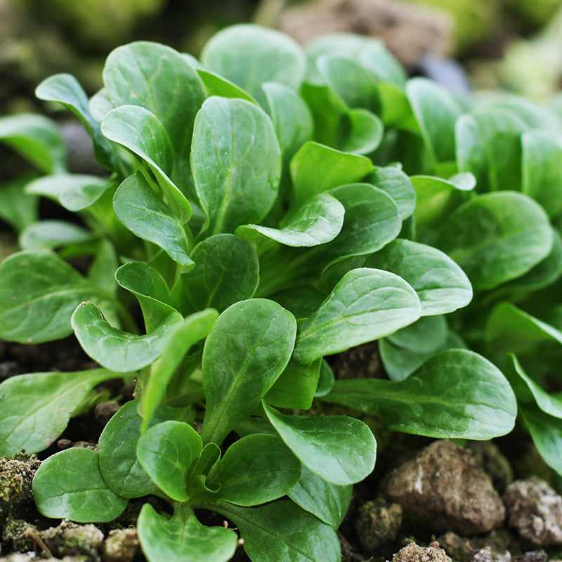 Corn Salad 'Vit' Seeds