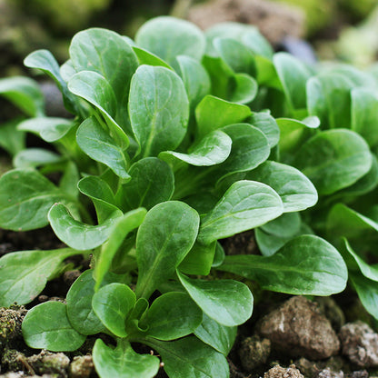 Corn Salad 'Vit' Seeds